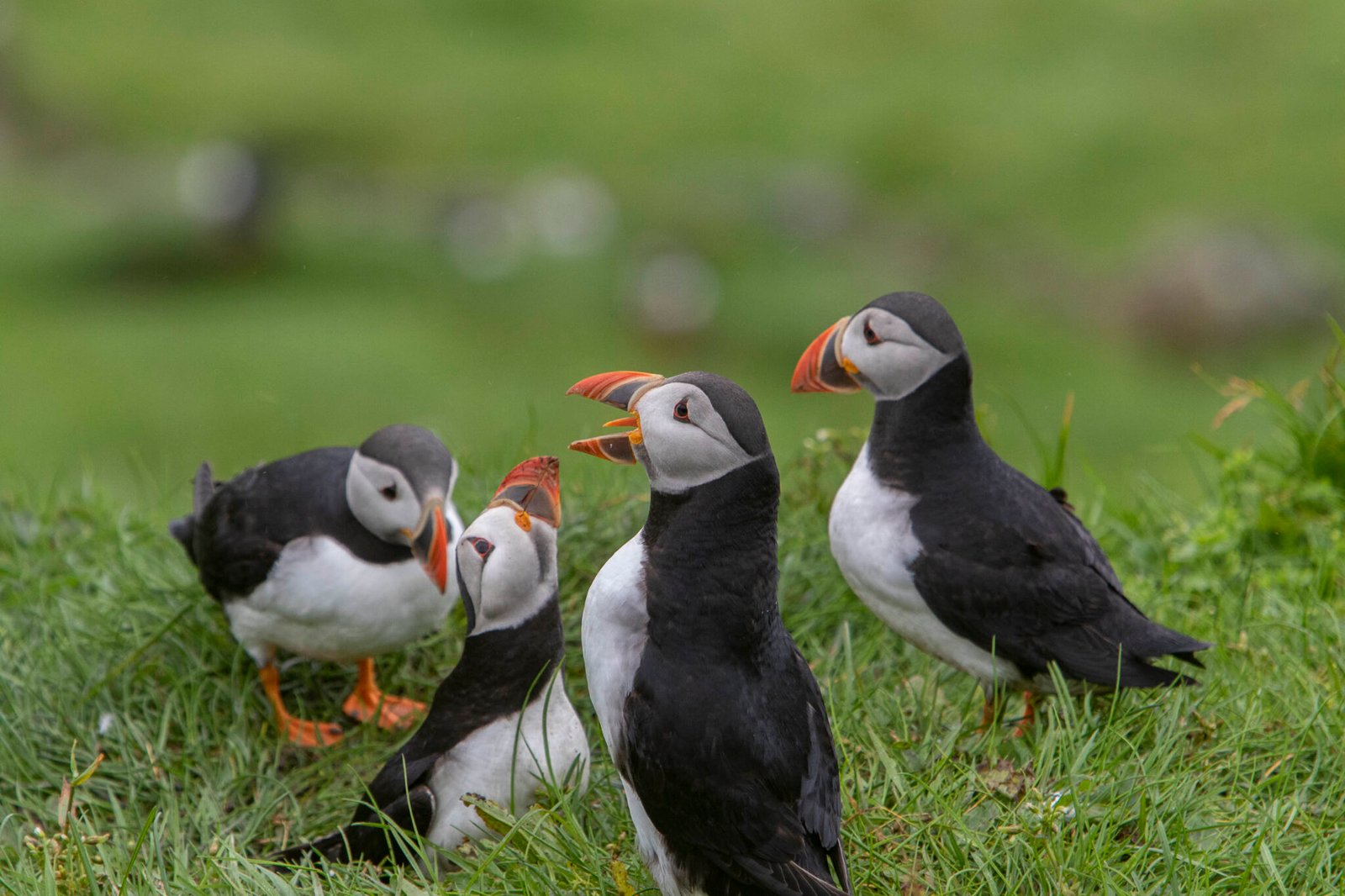 4 Puffins sitting together.