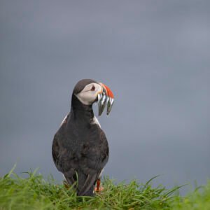 picture of puffin with food in mouth