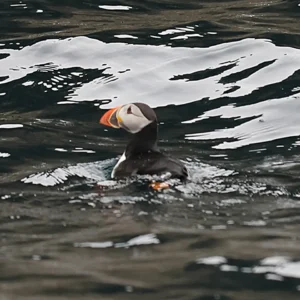 Puffin swimming in the ocean