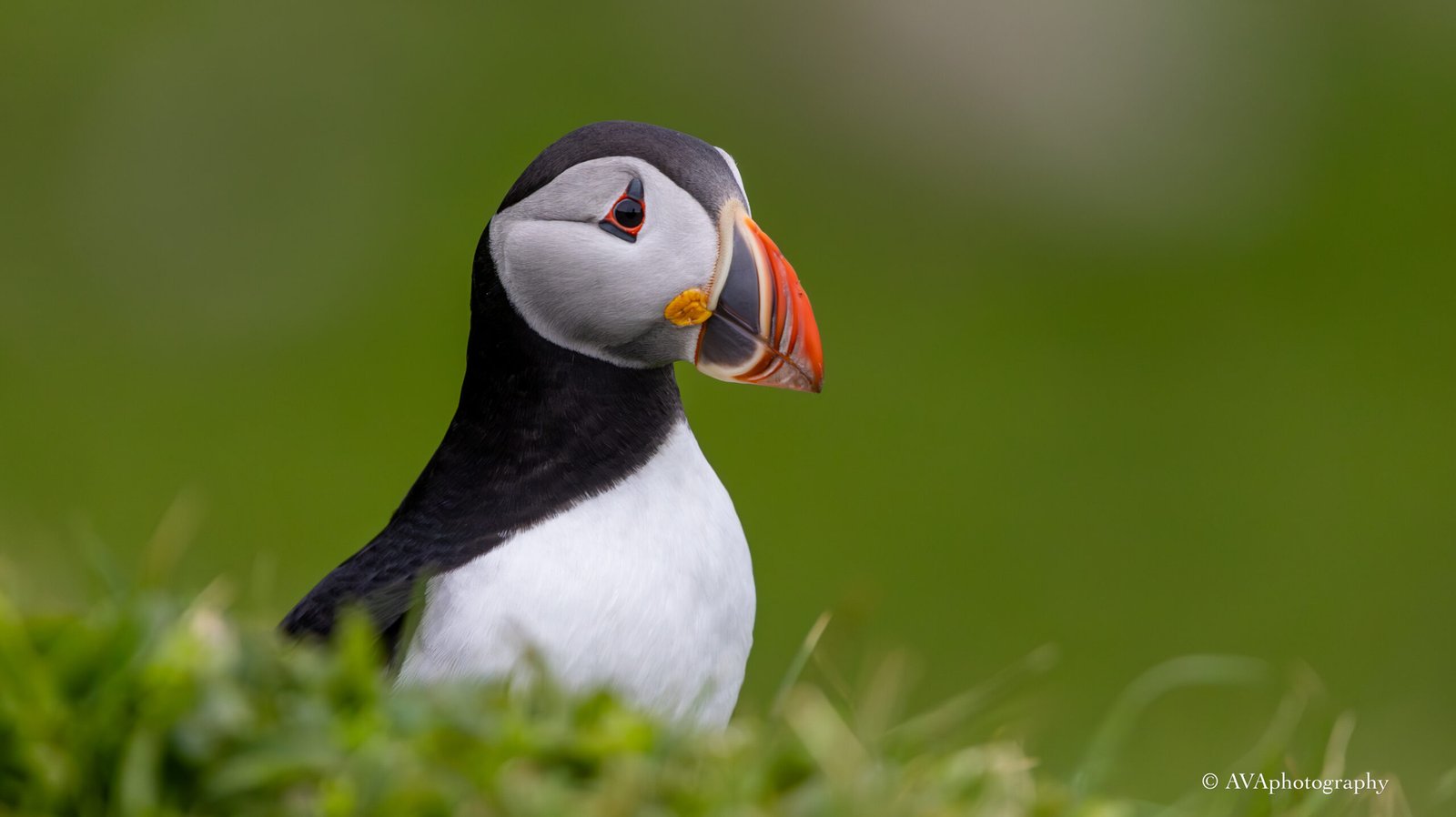 Puffins on Mykines in the Faroe Islands