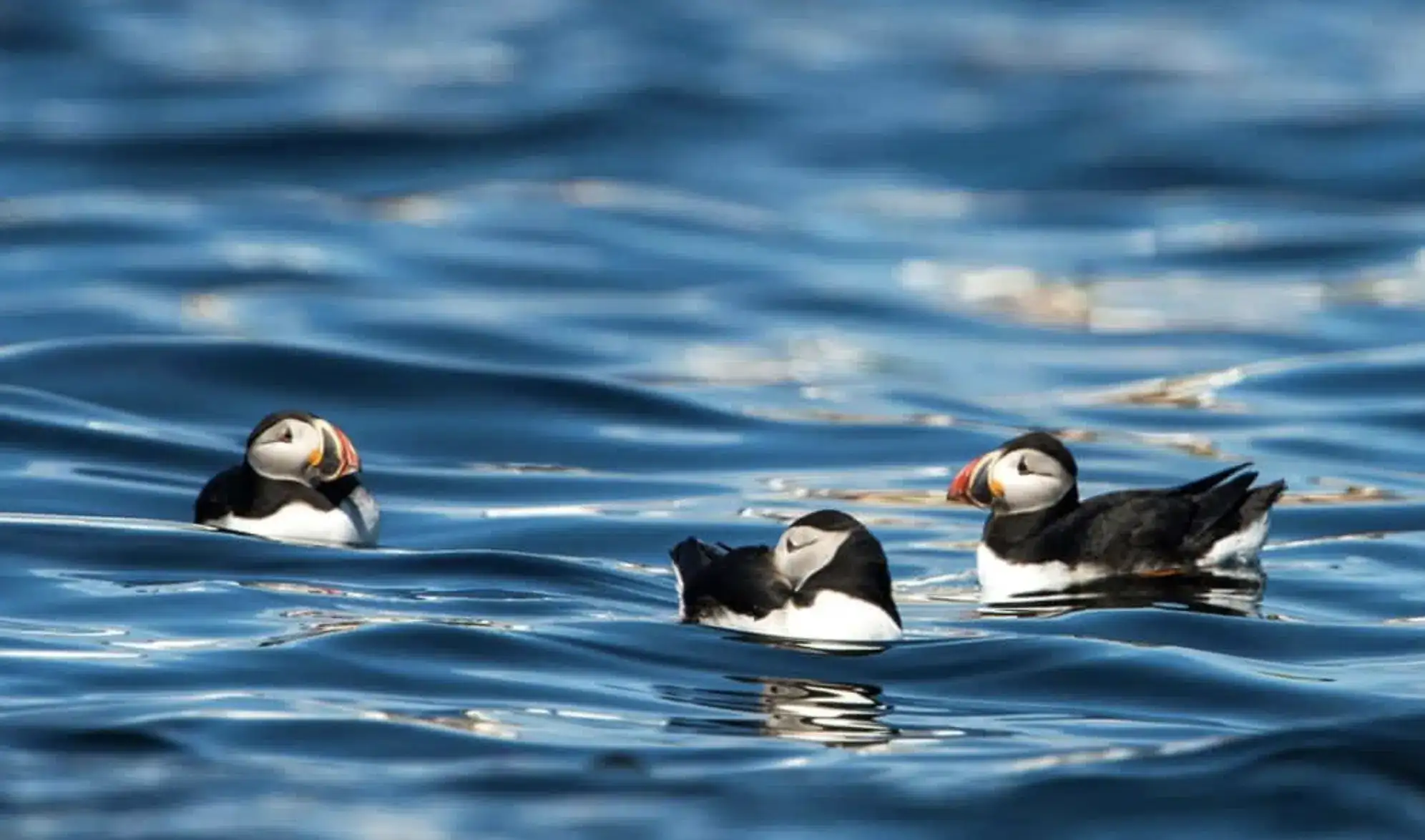 Puffin boat safari in the Faroe Islands