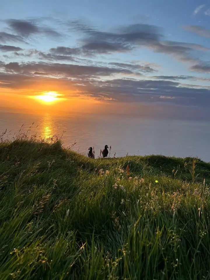 Sunset in mykines, puffins looking at the sunset