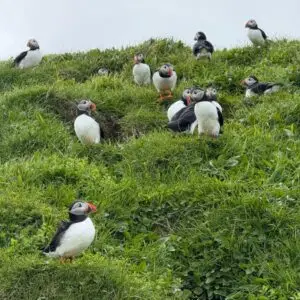 puffin colony at mykines, faroe islands. several puffins sitting on the grass