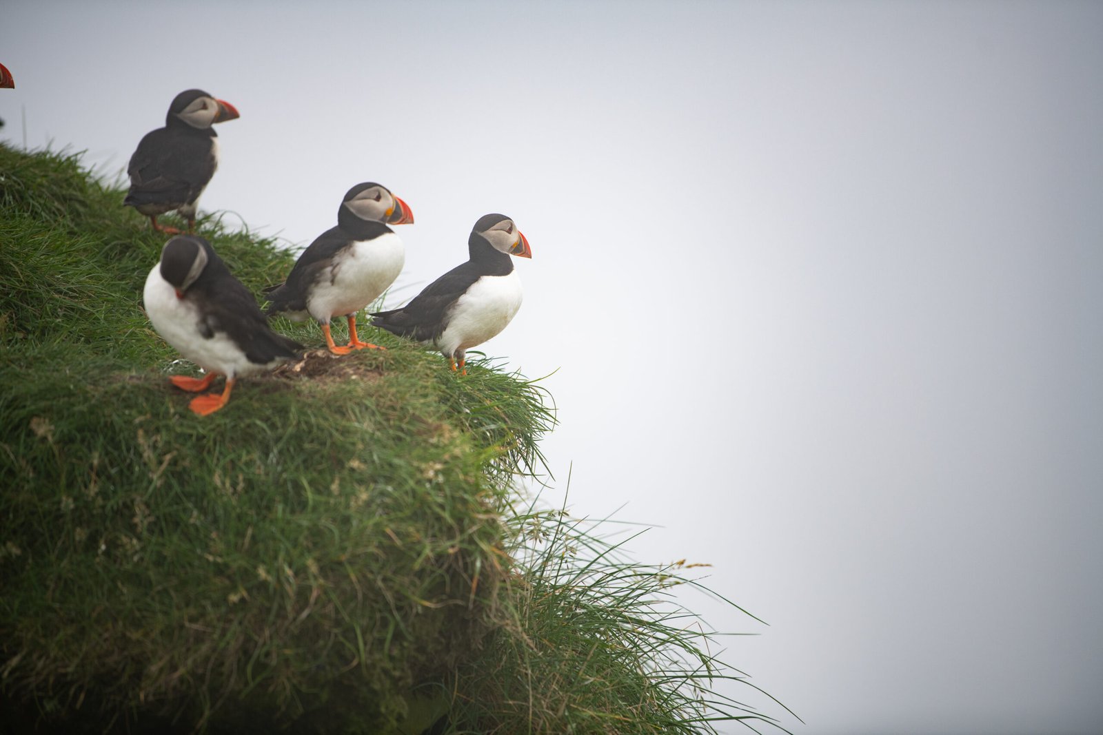 Private Mykines Tour | Puffin Island Experience